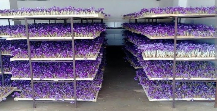 Indoor saffron production